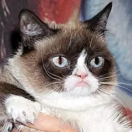 Grumpy Cat Net Worth 2026: Money, Salary, Bio | CelebsMoney