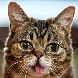 Lil Bub Net Worth 2026: Money, Salary, Bio | CelebsMoney